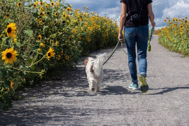 Dog Park