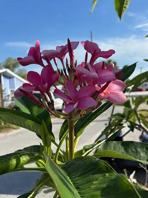 rv parks near venice beach fl